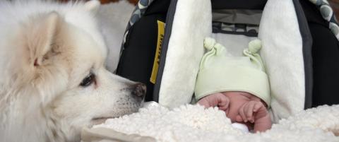 La hunden f� lukte litt p� babyen
