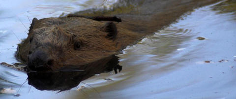 Bever fikk hjelp av brannvesenet