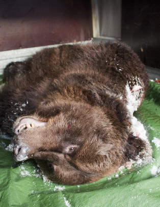 Bj�rn skutt ved Lillehammer