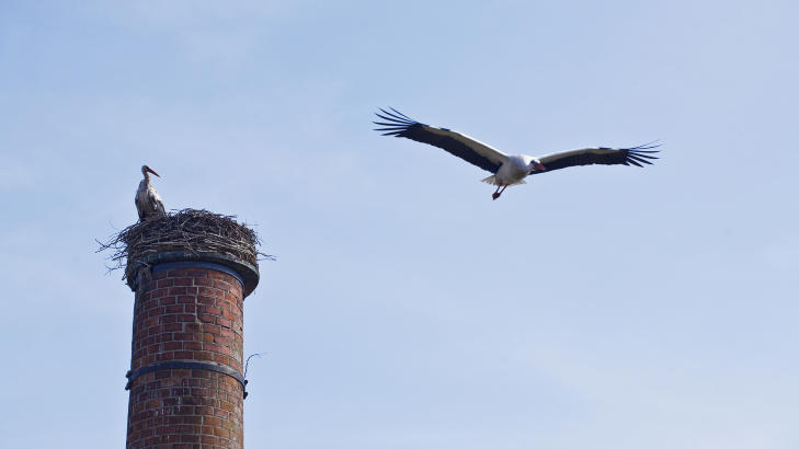 GJENSYN: Hvert �r kommer storkene tilbake for � lage et nytt rede p� den gamle fabrikkpipa. Foto: �SE HOLTE