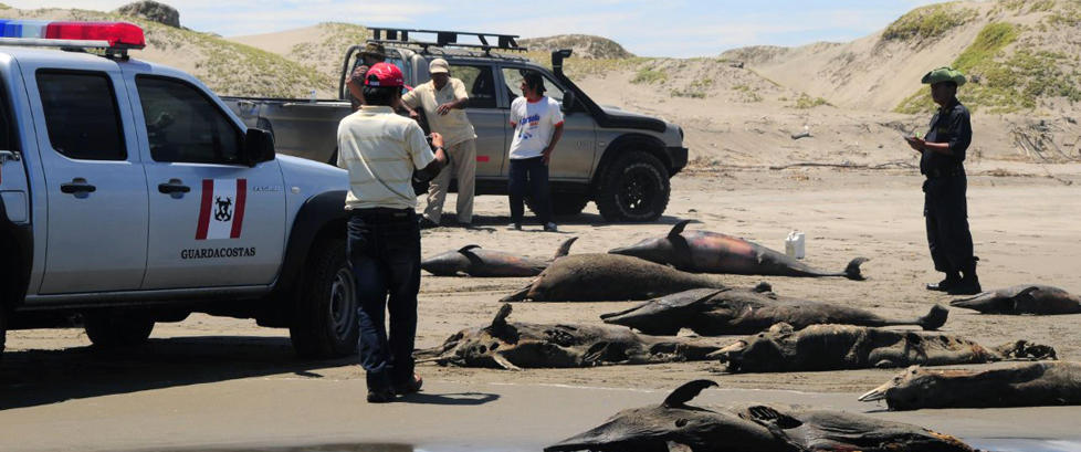 Over 800 døde delfiner fortsatt et mysterium i Peru