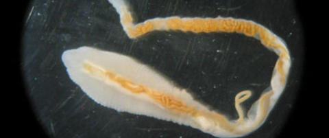 Gatehunder fra utlandet tar med kjempeparasitt til Norge