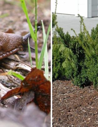 Disse plantene får brunsneglen til å snu