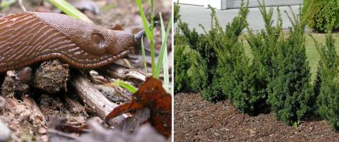 Disse plantene får brunsneglen til å snu