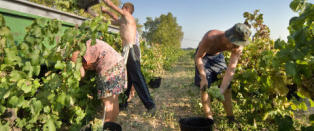 Da vinlusa �dela r�ddruestokkene, begynte b�ndene � lage cava