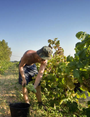 Da vinlusa ødela røddruestokkene, begynte bøndene å lage cava