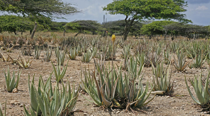 PLANTASJE: Opptil ti prosent av Arubas jordsmonn er dekket av aloe vera-planter som brukes i produksjonen av øyas mange kosmetiske produkter. Foto: Eivind Pedersen PLANTASJE: Opptil ti prosent av Arubas jordsmonn er dekket av aloe vera-planter som brukes i produksjonen av øyas mange kosmetiske produkter. Foto: Eivind Pedersen