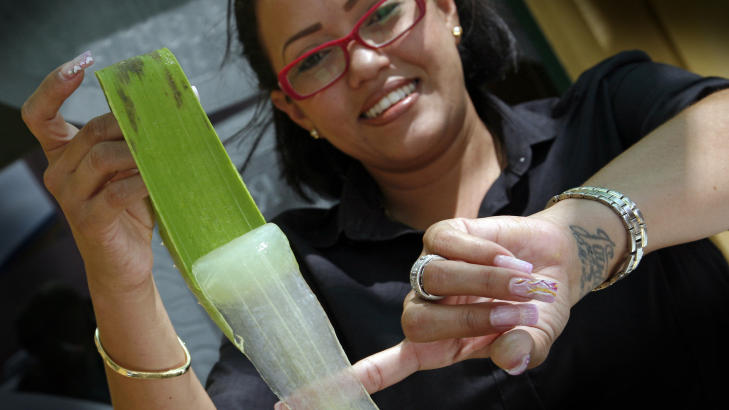 VERDIFULLT: - Dette er verdens beste aloe vera, påstår guiden Naomi som viser hvordan plantens innmat er som en geleaktig masse. Foto: Eivind Pedersen VERDIFULLT: - Dette er verdens beste aloe vera, påstår guiden Naomi som viser hvordan plantens innmat er som en geleaktig masse. Foto: Eivind Pedersen