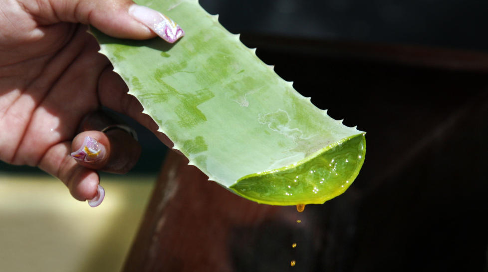 VANNDRIVENDE: Den oransje saften fra aloe vera-plantene p� Aruba er ettertraktet i kosmetikk og brannsalver. Hvis du drikker bare �n slik dr�pe, m� du g� p� do i timesvis! Foto: Eivind Pedersen