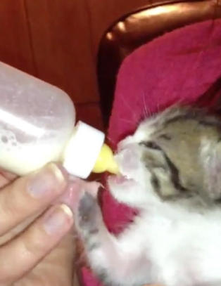 Moses skulle egentlig ha v�rt d�d - n� kan du f�lge oppveksten hans p� nettet