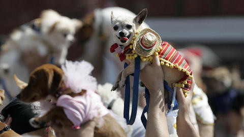 MEKSIKANSK: Med sombrero og poncho var denne hunden tydelig fornøyd kostymet. Foto: AP MEKSIKANSK: Med sombrero og poncho var denne hunden tydelig fornøyd kostymet. Foto: AP
