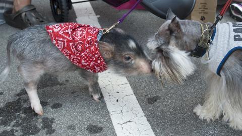 GRIS I FORKLEDNING: Dyret til venstre er faktisk ikke en hund, men er gris i forkledning. Men den fikk likevel bli med i paraden. Foto: Getty Images/AFP GRIS I FORKLEDNING: Dyret til venstre er faktisk ikke en hund, men er gris i forkledning. Men den fikk likevel bli med i paraden. Foto: Getty Images/AFP