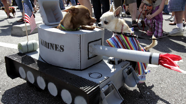 NYSGJERRIG: Hunden i tankskostymet fikk mye oppmerksomhet både fra mennesker og hunder. Utfra ansiktsuttrykket å dømme, satt den ikke veldig pris på det. Foto: AP NYSGJERRIG: Hunden i tankskostymet fikk mye oppmerksomhet både fra mennesker og hunder. Utfra ansiktsuttrykket å dømme, satt den ikke veldig pris på det. Foto: AP