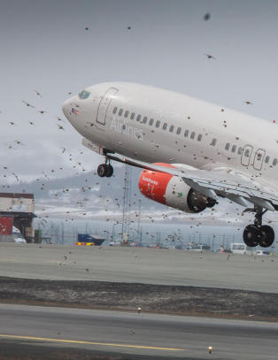 Fugl har krasjet med fly i Troms� fem ganger den siste uken