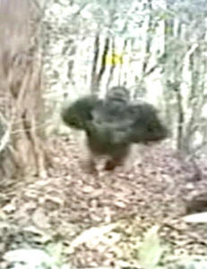 Her gjør noen av verdens mest sjeldne gorillaer sin kameradebut