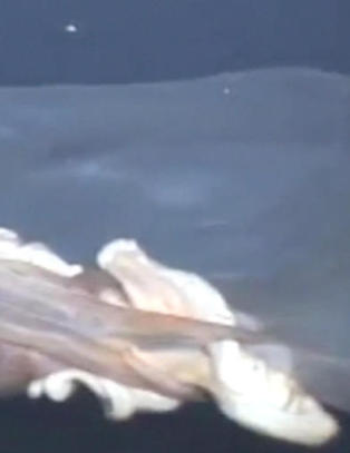Mystisk video fra dypet kan avsl�re uoppdaget art