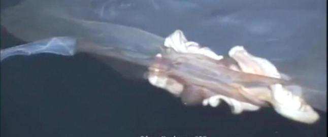 Mystisk video fra dypet kan avsløre uoppdaget art