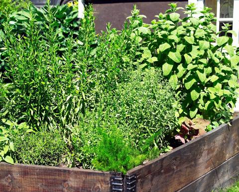 PLANTEVALG: Hvilken type jord du trenger avhenger av hva du skal plante. Er du usikker så forhør deg på det lokale hagesenteret, eller hos andre som kan dette. FOTO: Inger Mette Meling Kostveit PLANTEVALG: Hvilken type jord du trenger avhenger av hva du skal plante. Er du usikker så forhør deg på det lokale hagesenteret, eller hos andre som kan dette. FOTO: Inger Mette Meling Kostveit