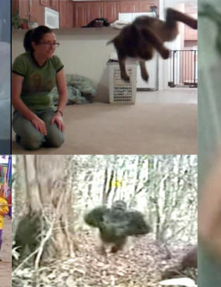 Et lam som hopper og en hund som tror han er en ballong