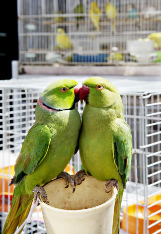 KYSS: Fuglene gj�r det som er forbudt offentlig, de kliner. Foto: NINA HANSEN