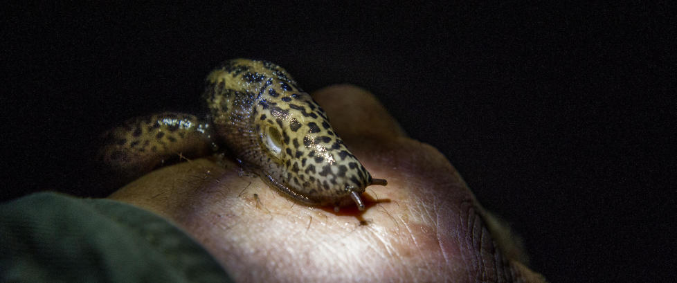 Kannibalsnegle biter ihjel �mordersneglene� i hagen