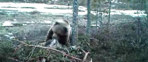 Bamse Brakar lukter et deilig elg-kadaver, men sliter med � f� spist seg mett