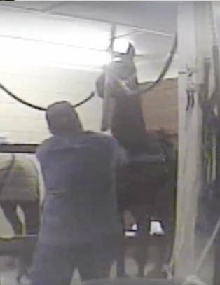 Showhestene mishandles med stokker og f�r etsende kjemikalier p� hovene