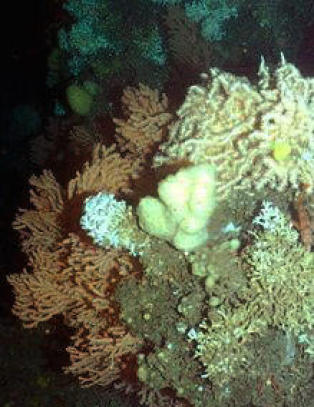 Tre nye korallrev oppdaget utenfor Tr�ndelag