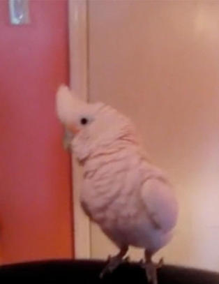 Kan denne fuglen m�le seg med Kate Upton?