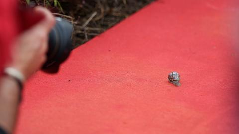 STJAL SHOWET 1: Denne sneglen forvillet seg opp p� den r�de l�peren i g�r. Foto: Stella Pictures