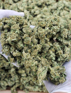 Fant tonnevis av marihuana i havet