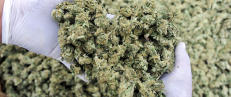 Fant tonnevis av marihuana i havet