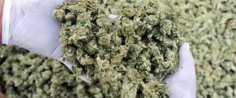 Fant tonnevis av marihuana i havet