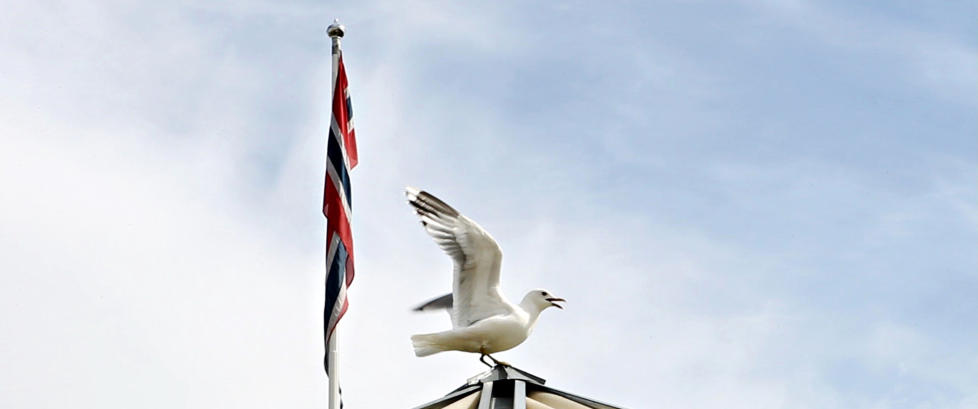 Borettslag i Trondheim terroriseres av m�ker