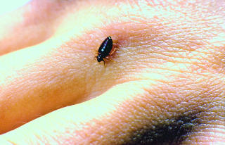 VEGGEDYR: De små insektene er rødbrune med en oval og sterkt flattrykt kroppsform. Voksne dyr blir opp til fem millimeter lange. Foto: ANTICIMEX VEGGEDYR: De små insektene er rødbrune med en oval og sterkt flattrykt kroppsform. Voksne dyr blir opp til fem millimeter lange. Foto: ANTICIMEX