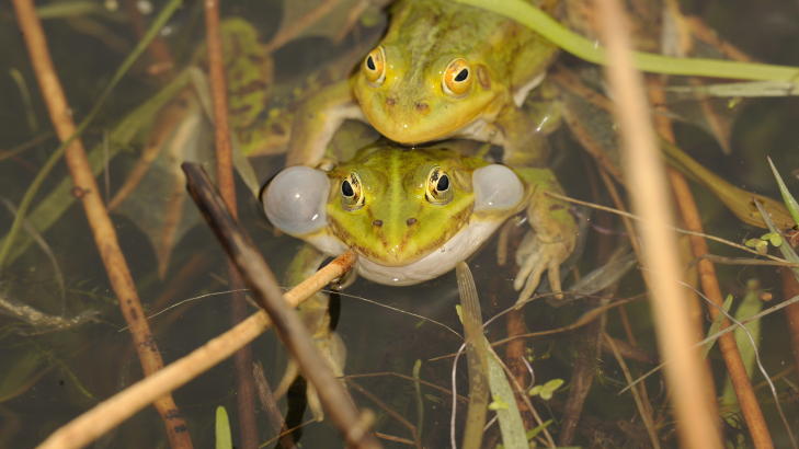 FROKSEMIKS: De grønne froskene på Finnøy er både kontinental damfrosk Rana Lessonae og hybridfrosken Rana Esculenta. Sistnevnte har et kromosomsett fra damfrosken og et fra latterfroskene. Foto: ROGER BRENDHAGEN FROKSEMIKS: De grønne froskene på Finnøy er både kontinental damfrosk Rana Lessonae og hybridfrosken Rana Esculenta. Sistnevnte har et kromosomsett fra damfrosken og et fra latterfroskene. Foto: ROGER BRENDHAGEN