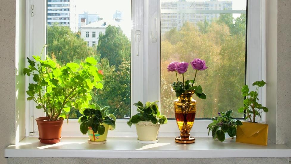 GODT UTGANGSPUNKT: Potteplanter i potte med sk�l plassert i vinduskarmen er et godt utgangspunkt for � lykkes. Foto: Colourbox/Aleksandr Volkov
