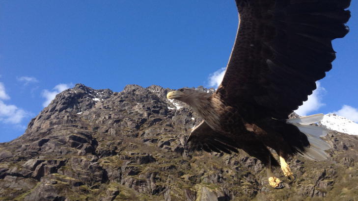 NÆRKONTAKT: Ørnen fløy nesten helt ned til båten. Glenn Ruben Berg var bare rundt én meter fra den majestetiske fuglen på det nærmeste. Foto: Glenn Ruben Berg NÆRKONTAKT: Ørnen fløy nesten helt ned til båten. Glenn Ruben Berg var bare rundt én meter fra den majestetiske fuglen på det nærmeste. Foto: Glenn Ruben Berg
