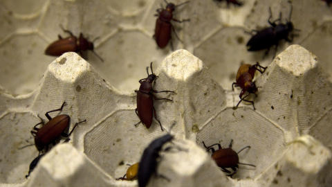 MAT: Disse billene kan bli menneskemat. Foto: REUTERS/Jerry Lampen/NTBScanpix MAT: Disse billene kan bli menneskemat. Foto: REUTERS/Jerry Lampen/NTBScanpix