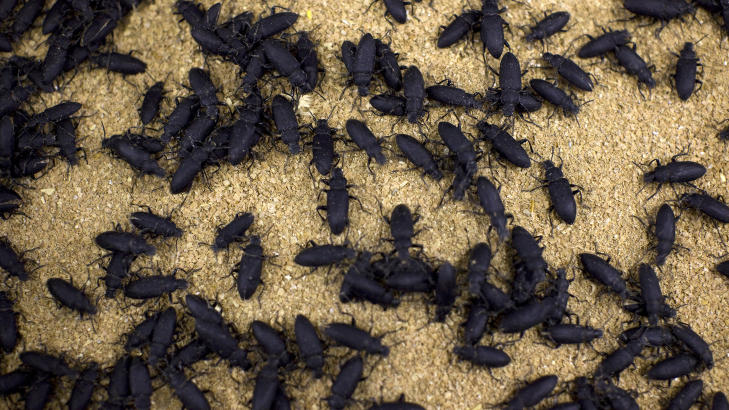 NAM!: Biller kravler rundt i en boks på en insektsfarm. Insektene blir allerede forberedt som mat til dyr og fugler, men nå ser gårdeierne muligheten til å også selge det som menneskemat. Foto: REUTERS/Jerry Lampen/NTBScanpix NAM!: Biller kravler rundt i en boks på en insektsfarm. Insektene blir allerede forberedt som mat til dyr og fugler, men nå ser gårdeierne muligheten til å også selge det som menneskemat. Foto: REUTERS/Jerry Lampen/NTBScanpix