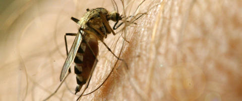 - Det finnes folk som pakker inn verandaen i myggnetting