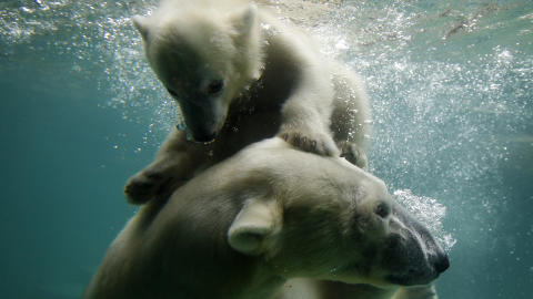 SOM EN VIRVELVIND: Anori og mamma Vilma leker i vannet. Foto: Ina Fassbender / Reuters