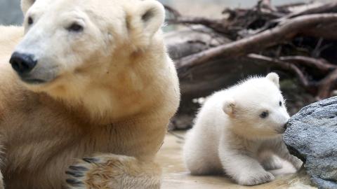 LITA: Isbj�rnbabyen fotografert i mars. Foto: Marius Becker / AFP