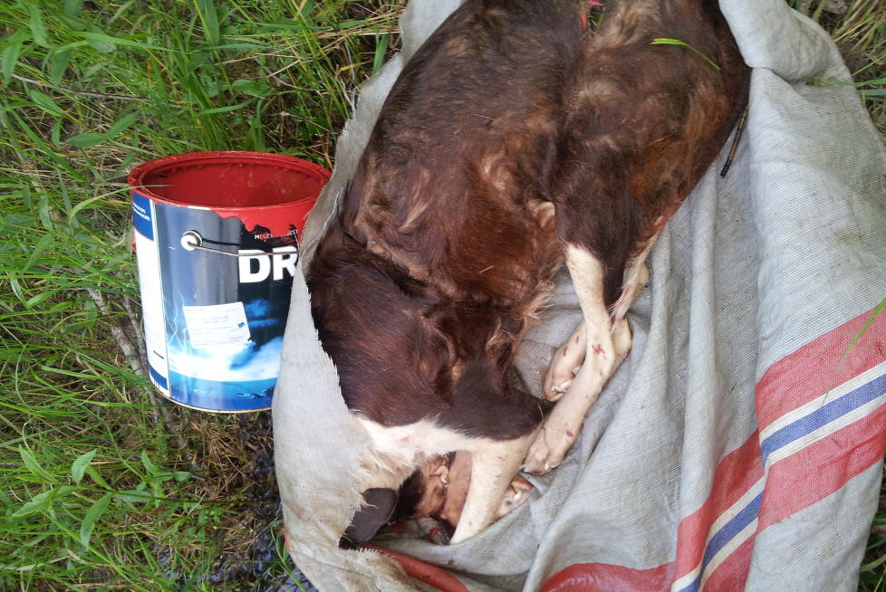 FANT DØD HUND: Ole Jan Svensrud og kompisen var ute på fisketur da de oppdaget en postsekk med en død hund i elva. Foto: Ole Jan Svensrud
