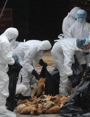 Nytt fugleinfluensautbrudd  oppdaget i Kina