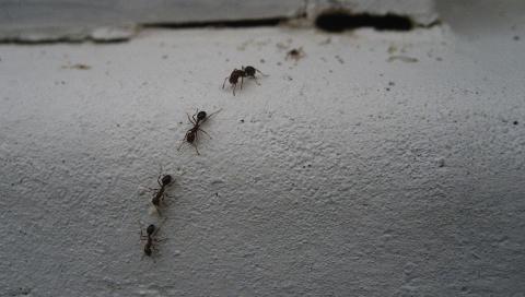 UØNSKET BESØK: Det er vel ikke mange som synes maur er noen trivelige gjester å få på besøk. Enkelte maurarter kan også ødelegge treverket helt. Foto: keeping it real/Flickr.com UØNSKET BESØK: Det er vel ikke mange som synes maur er noen trivelige gjester å få på besøk. Enkelte maurarter kan også ødelegge treverket helt. Foto: keeping it real/Flickr.com