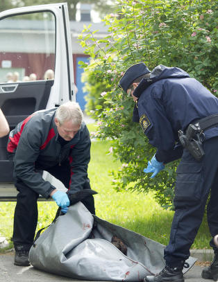 Flere angrepet av aggressiv hund i Sverige