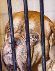 - Skulle ta bildene av hundene mine