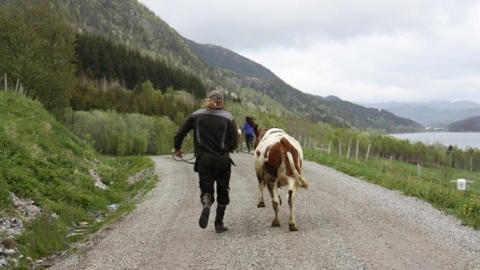 BONDE: Terje �rseth er melkebonde og har 16 kyr. Her skal de p� sommerbeite. Foto: Frida Isad�ra �rseth.