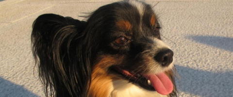 Gizmo (4) er endelig tilbake hos matmor